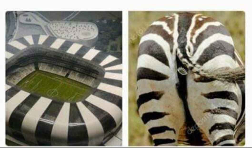 Galo estuda mudar o mascote para zebra a fim de fazer jus à nova arena